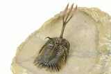 Trident Walliserops Trilobite - Top Quality Specimen #254064-3